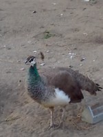 /album/del-encuentro-criadero/a10-03-10-1909-jpg/