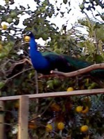 /album/del-encuentro-criadero/a10-03-10-1906-jpg/