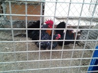 /album/del-encuentro-criadero/a2-jpg/