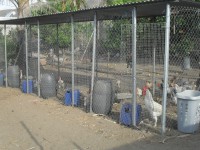 /album/del-encuentro-criadero/sdc10299-jpg/